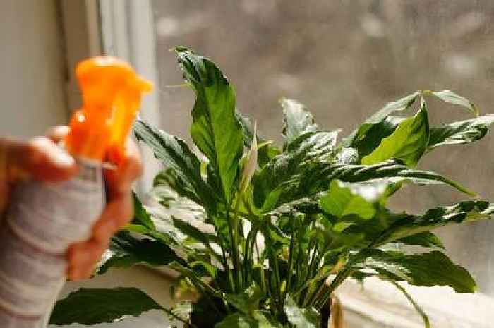 Make peace lillies thrive with the kitchen scrap that gets thrown away every day