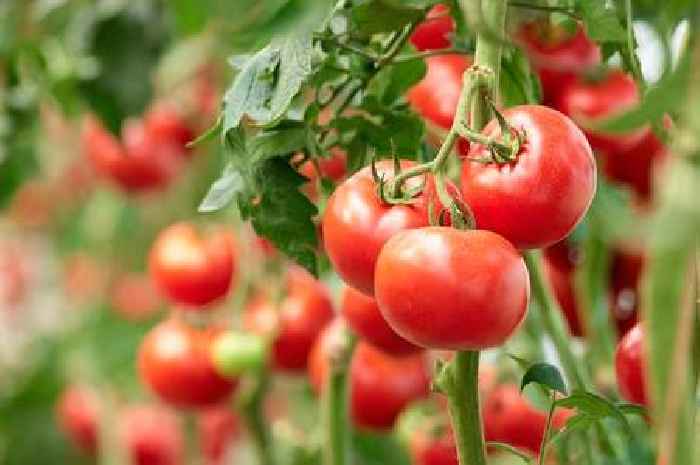 Anyone planting tomatoes needs to follow 1 simple hack to grow fruits that are 'better and juicier'