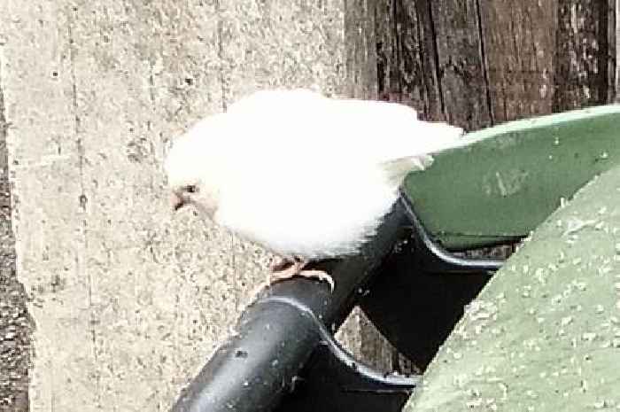 Extremely rare bird believed to be one in 30,000 spotted on wheelie bin