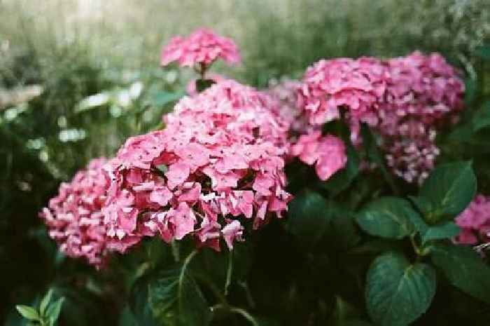 Hydrangeas will turn pink if you add one item to the soil, gardeners told