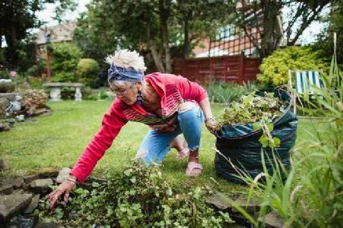 Planting one of these five flowers will drive weeds away forever, expert says
