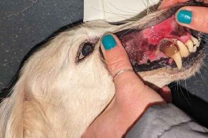 Woman 'badly neglected' pets and left them in a faeces-ridden house with dead bodies