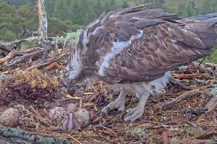 Adorable moment first osprey chick of the season hatches at Highland forest