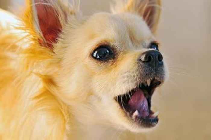 The 5 dog breeds that are known to bark the most and the one thing that links them