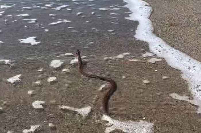 Venomous snake bolts into sea from beneath paddleboard at popular Welsh beach