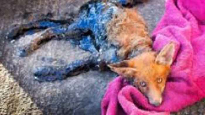 Rescued fox 'coated in bitumen and stuck to road'