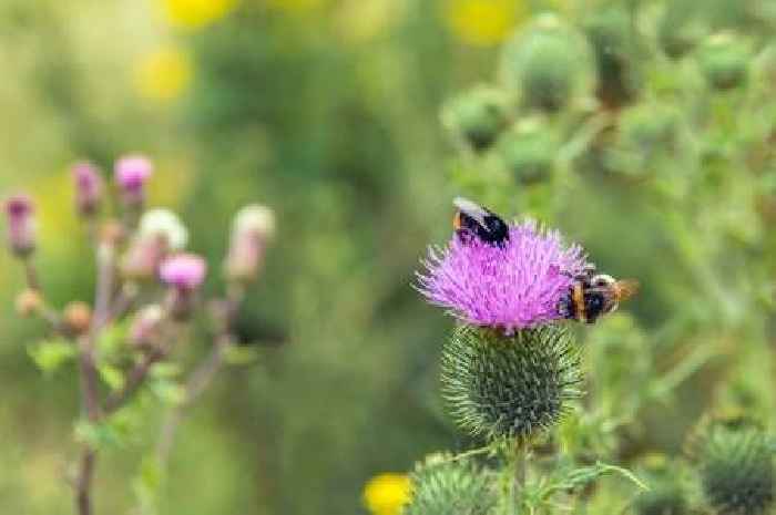 List of nine plants which could be doing more harm than good in your garden