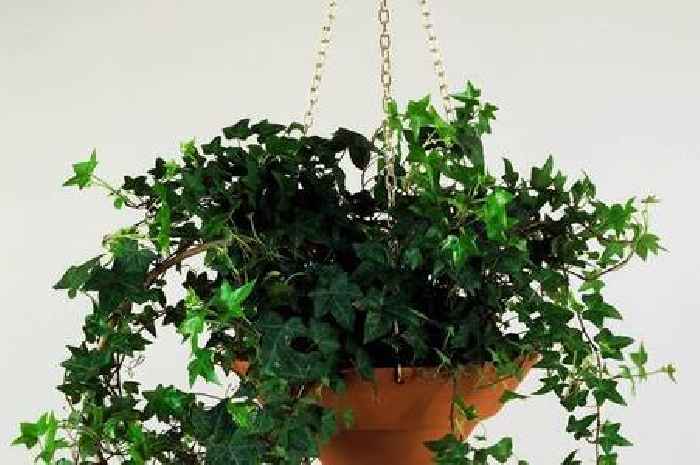 The house plants you can grow with just water - and no soil - from scratch
