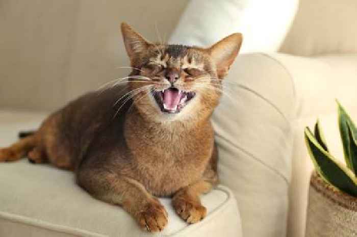 Cat behaviour expert claims there's a sad reason your pet gets more vocal at night