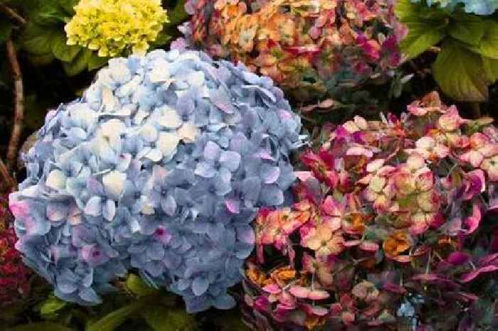 Hydrangea flowers will droop more if you do 1 common mistake in May