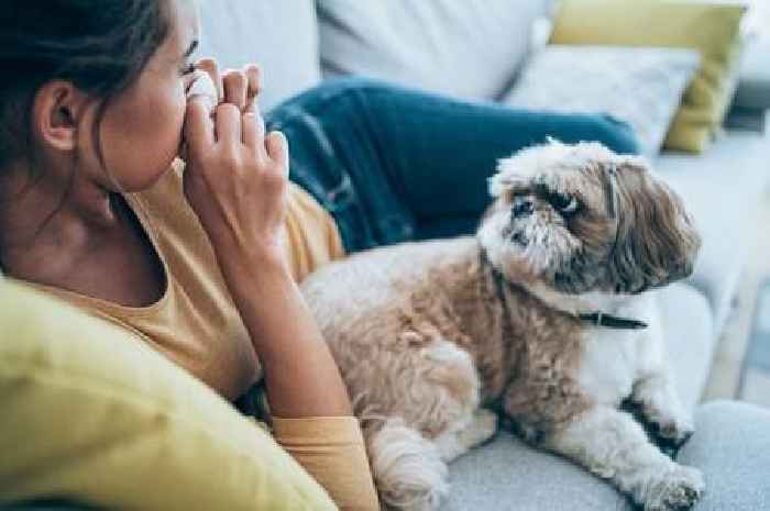 The three best dog breeds for allergic owners including one fluffy friend