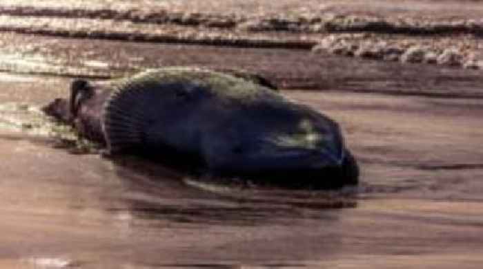 Public urged to keep distance as dead minke whale washes up on beach
