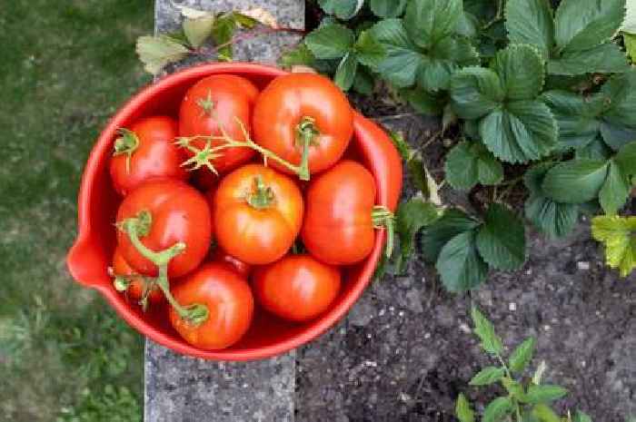 Monty Don's essential tomato gardening job that makes fruit grow bigger and juicier