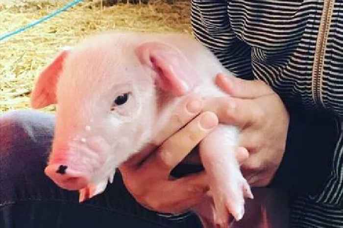 CBeebies star helps Cambridgeshire farm celebrate pig’s birthday