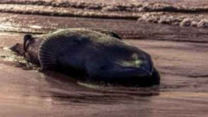 'It's quite an amazing creature' - whale washes up on beach