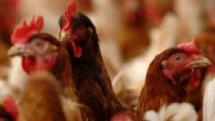 NI bird flu restrictions to be lifted this weekend