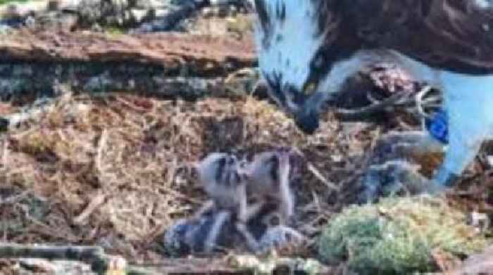 Osprey pair's third chick of the year hatches