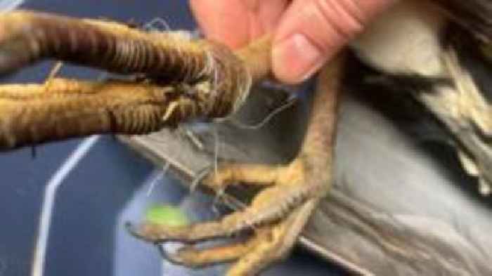 Heron tangled in fishing wire beats the odds