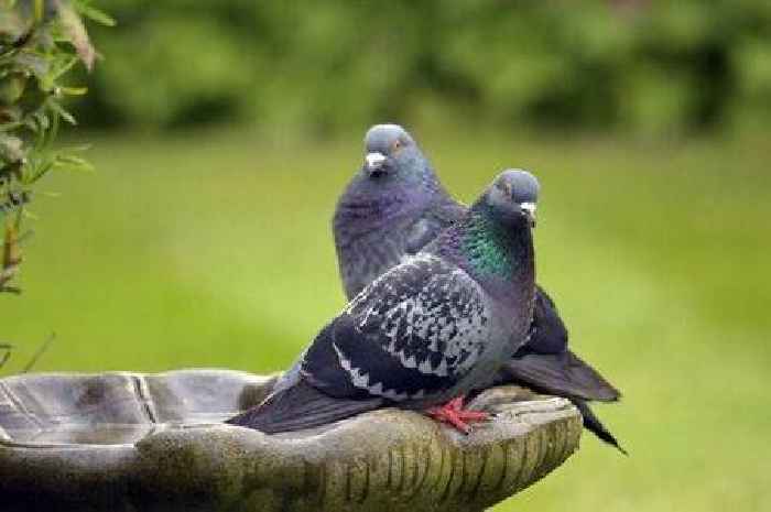 Gardeners told to use 'offensive' smelling item to keep pigeons out