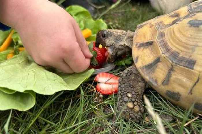 Leicestershire tortoise marks 80th birthday with lifetime achievement award