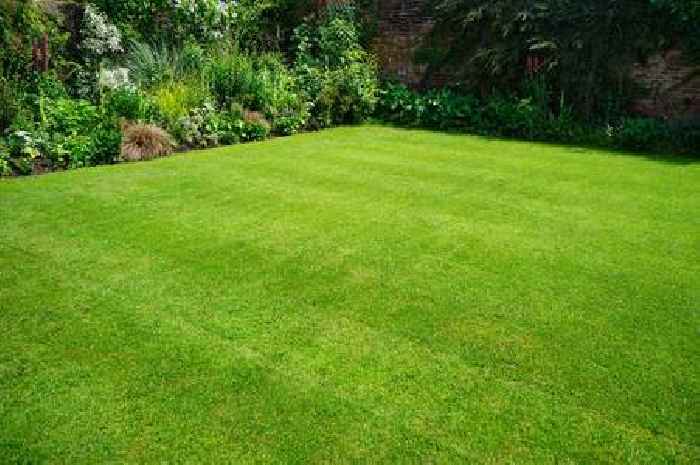 Gardeners should sprinkle common kitchen ingredient on lawns to boost growth, experts say