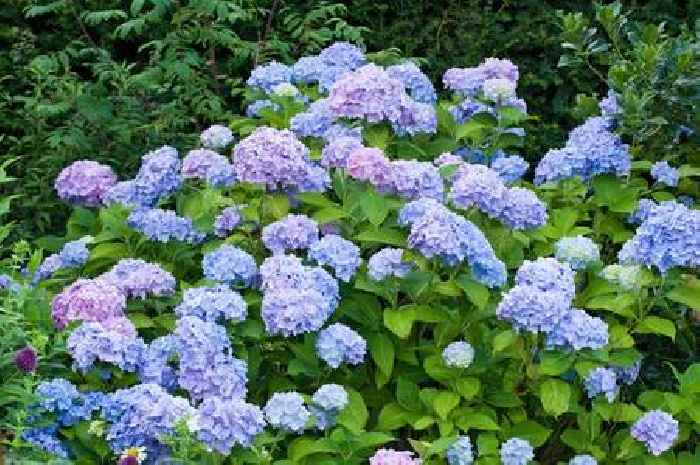 Gardeners told to stop planting hydrangeas due to silent killer
