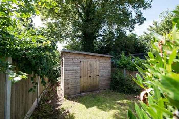 People warned to 'never' risk removing wasp nests from sheds themselves as they emerge this spring