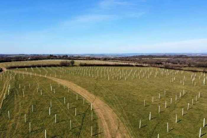 North Devon just got greener with three massive new forests
