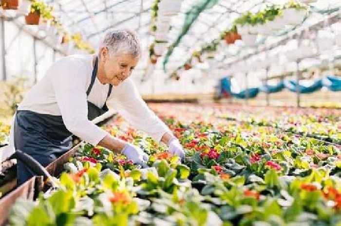 Exact number of years people need to work to get full New State Pension rate from DWP
