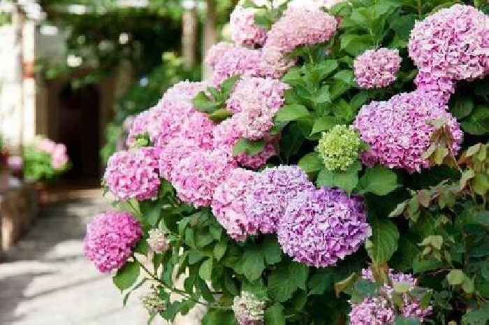 Hydrangeas will 'really shine' all summer with Alan Titchmarsh's two tips