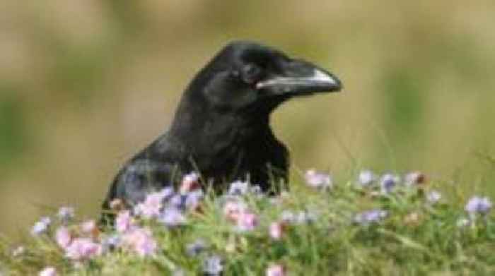 New powers to shoot ravens after livestock attacks