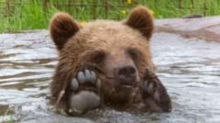 Rescued brown bear cubs rehomed in Devon