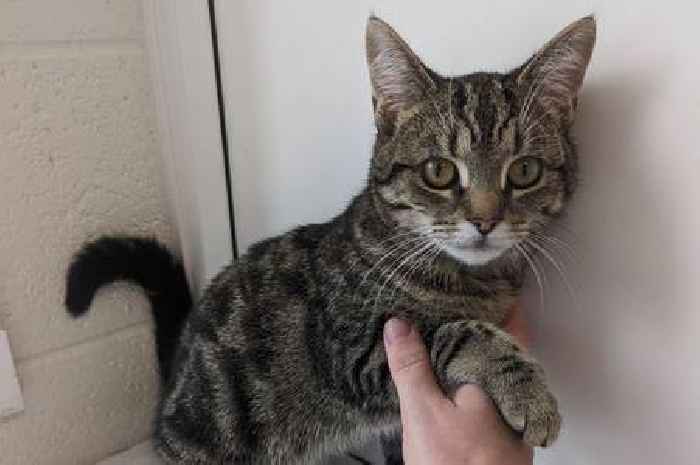 Derbyshire man who broke kitten's leg banned from keeping animals for 10 years