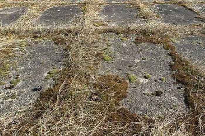 Patio moss 'disappears' after 2 days using one natural item