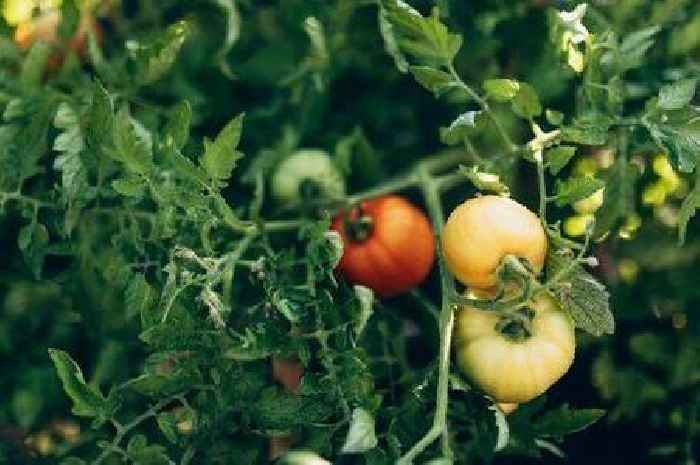 Tomatoes will stay healthy in hot weather with Alan Titchmarsh's '1-inch' watering tip