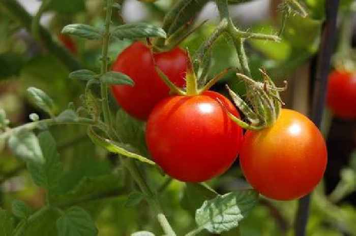 Gardeners told to use 1 thing to help grow 'bigger tomatoes and strawberries'