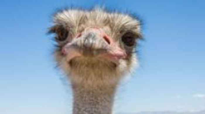 Ostriches facing cull at Canada farm find allies in Trump officials