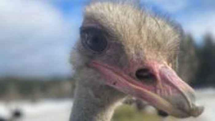 Ostriches facing cull at Canada farm find unexpected allies