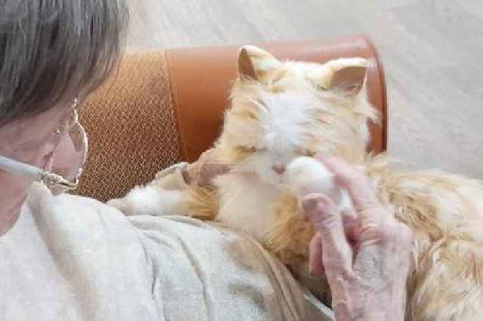 Robotic pets bringing joy to Stirling care home residents