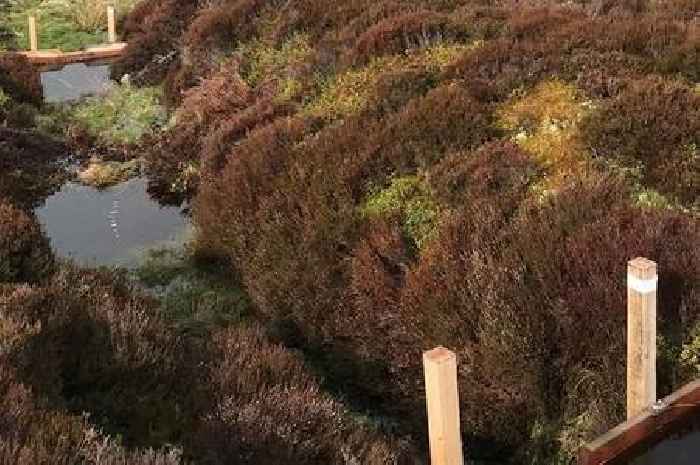 Scottish whisky distilleries turn to science amid historic dry spell