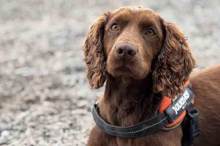Dog returned from snaffle in undergrowth with bag jammed with thousands of pounds