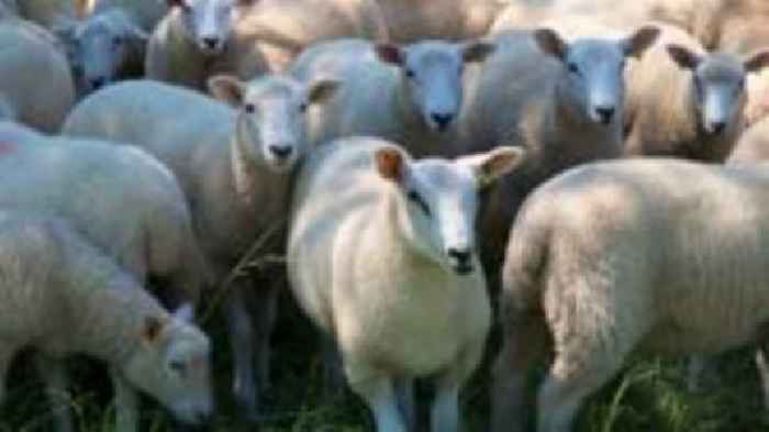 Debt-hit rustler steals 73 ewes from neighbour