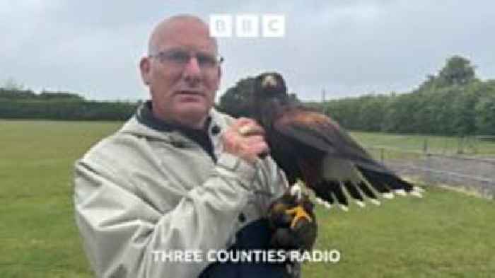 A new life for the hawk which attacked people