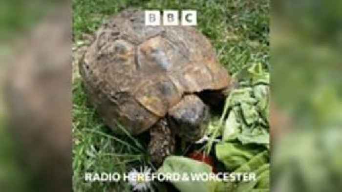 Worcestershire tortoise found after a year