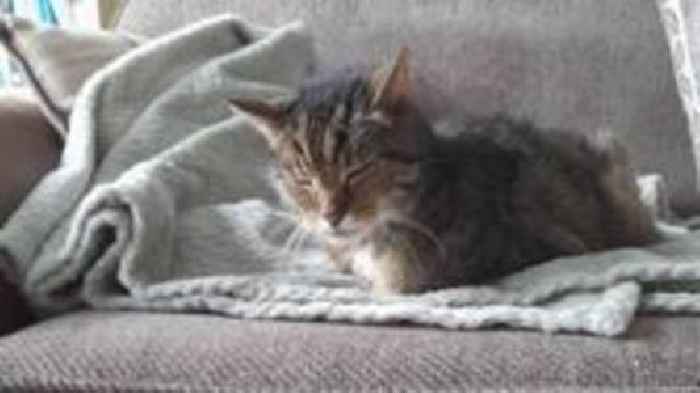 Cat found at power station settles into new home