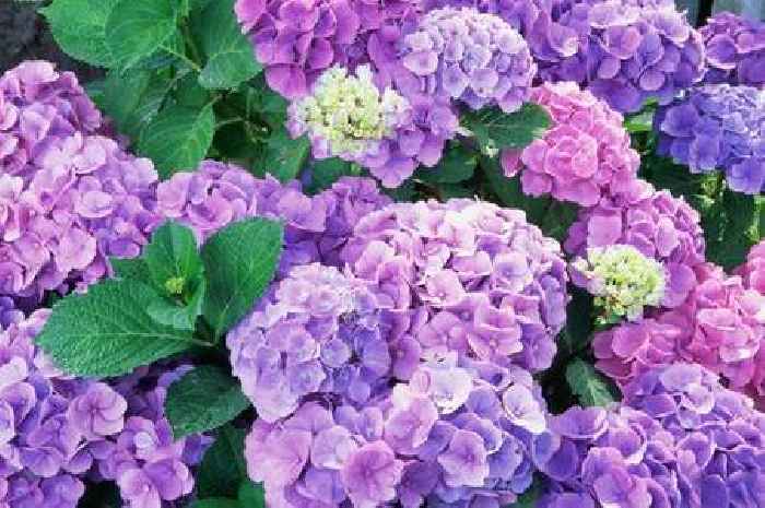 Gardeners advised to ditch hydrangeas to avoid silent killer