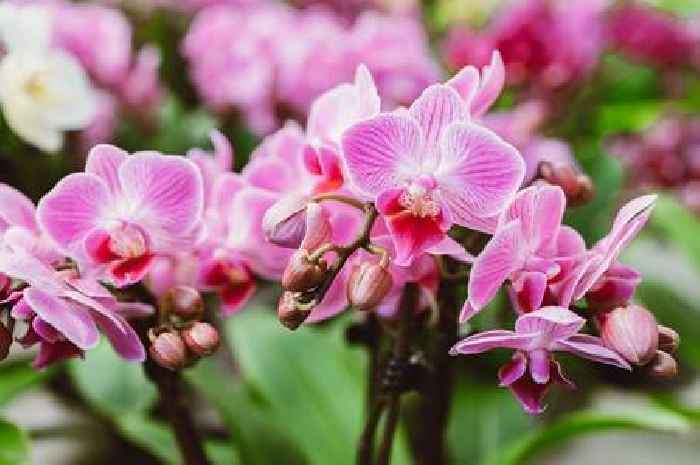 Orchid enthusiasts recommend kitchen item for plants to 'bloom like crazy'