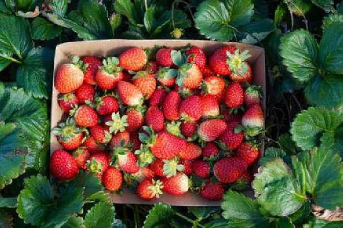 Strawberries will grow bigger and juicier with simple 5-minute step