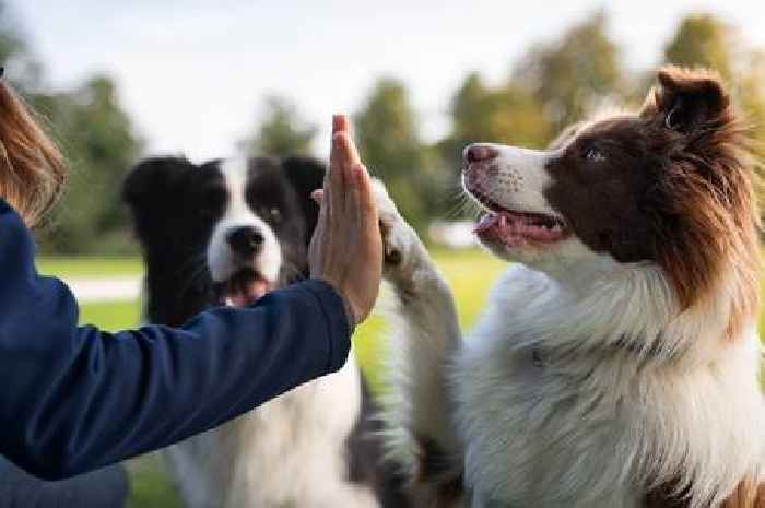 Dog trainer shares five simple steps to stop your pet misbehaving