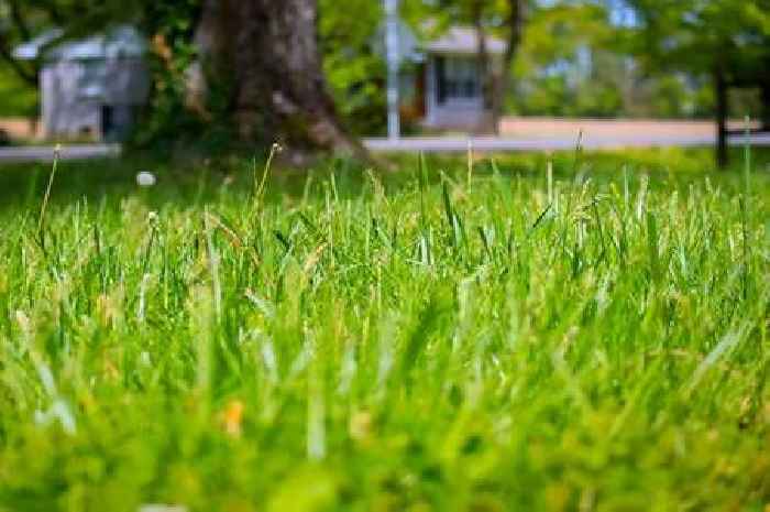Water your lawn at this time of day to keep it lush and green